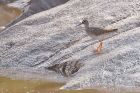 redshank_skip_020419a.jpg