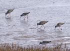 redshanks_0504a.jpg