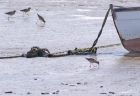 redshanks_0504c.jpg