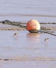 redshanks_0504e.jpg