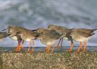 redshanks_1801c.jpg