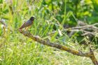 redstart_200619a.jpg