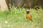 redstart_230619a.jpg