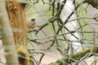 Filename=redstart_HB_280521a.jpg
Filesize=688KB
Dimensions=1300x867
Date added=Oct 15, 2021 redstart_HB_280521a.jpg