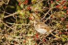 redwing_041116a.jpg