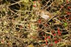 Filename=redwing_041116b.jpg
Filesize=468KB
Dimensions=1200x800
Date added=Feb 01, 2018 redwing_041116b.jpg