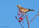 redwing_161110a.jpg