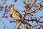 redwing_171208b.jpg