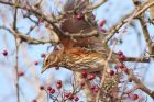 redwing_171208g.jpg