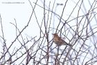 redwing_231112b.jpg