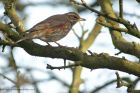 redwing_300313a.jpg