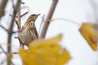 redwing_MM_051118b.jpg