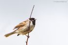 reedBunting_010515b.jpg