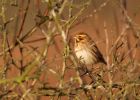 reedBunting_031208a.jpg