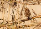 reedBunting_050109b.jpg