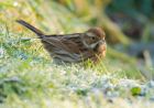 reedBunting_061208a.jpg