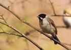 Filename=reedBunting_080310b.jpg
Filesize=264KB
Dimensions=1000x714
Date added=Mar 11, 2010 reedBunting_080310b.jpg