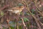 Filename=reedBunting_091212a.jpg
Filesize=207KB
Dimensions=1000x666
Date added=Dec 13, 2012 reedBunting_091212a.jpg
