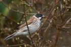 reedBunting_100213i.jpg