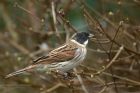 Filename=reedBunting_100213j.jpg
Filesize=192KB
Dimensions=1000x667
Date added=Mar 06, 2013 reedBunting_100213j.jpg