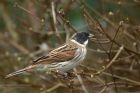 reedBunting_100213j.jpg