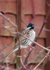 reedBunting_100312b.jpg