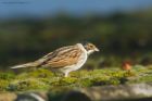 Filename=reedBunting_110219a.jpg
Filesize=383KB
Dimensions=1300x867
Date added=Mar 04, 2021 reedBunting_110219a.jpg
