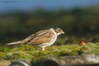 reedBunting_110219a.jpg