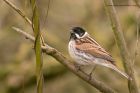 reedBunting_120312j.jpg