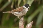 Filename=reedBunting_120413a.jpg
Filesize=267KB
Dimensions=1000x667
Date added=Jun 23, 2013 reedBunting_120413a.jpg