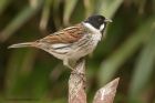 reedBunting_120413a.jpg