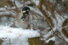 reedBunting_130213b.jpg