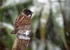 reedBunting_130213f.jpg