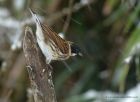 reedBunting_130213k.jpg