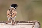 reedBunting_130312b.jpg