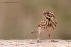 reedBunting_130312d.jpg