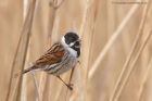 reedBunting_130312e.jpg