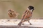 reedBunting_130312g.jpg