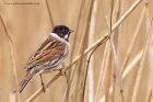 reedBunting_130312j.jpg