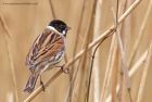 reedBunting_130312m.jpg