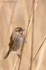 reedBunting_130312s.jpg