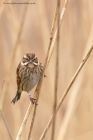 reedBunting_130312u.jpg