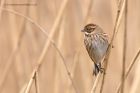 reedBunting_130312v.jpg