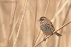 reedBunting_130312w.jpg