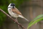 reedBunting_130312x.jpg