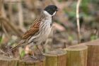 reedBunting_130312z.jpg