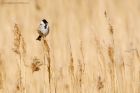 reedBunting_140516a.jpg