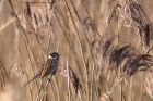 reedBunting_150113a.jpg