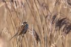 reedBunting_150113c.jpg