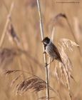 reedBunting_150113f.jpg